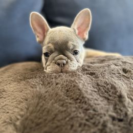 French Bulldog Puppies from Amber Gomes