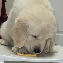 Boy 3 - Golden male Golden Retriever puppy in Milton, Florida from Katherine's Golden Retrievers and Gordon Setters.
