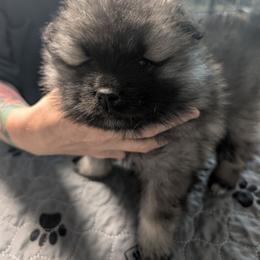 PINK GIRL - Black and silver female Keeshond puppy in Fayetteville, Tennessee from Erbekees-Keeshonden