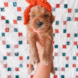 Liberty (Pink Collar) - Red  female Goldendoodle puppy in Beaverton, Oregon from Henry Elliots