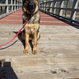 German Shepherd Puppies from Persevere Kennels