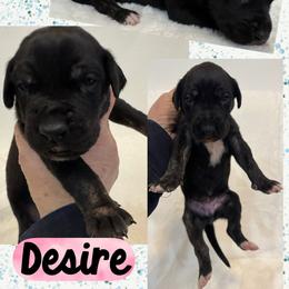 Desire - Black female Great Dane puppy in Wellsville, New York from Prophecy Danes