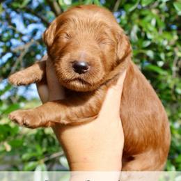 Fudge - Red  male Goldendoodle puppy in Comanche, Texas from Central Texas Doodles, LLC.
