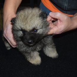 Girl 3 - Black and silver female Keeshond puppy in Fayetteville, Tennessee from Erbekees-Keeshonden