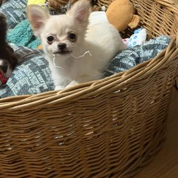 Marie - Cream and white female Chihuahua puppy in Williamsburg, Virginia from PAWSitive Cheeky Chihuahuas