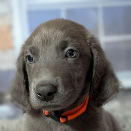 Bandit - male Weimaraner puppy in Evart, Michigan from Drehbar Weimaraners