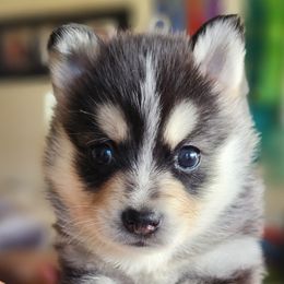 Fenrir - Black and white male Pomsky puppy in Kennewick, Washington from Nebula Ranch Pomskies