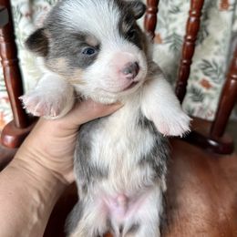 Elsa's blue boy - Blue male Pembroke Welsh Corgi puppy in Clinton, Tennessee from High Hopes Farm