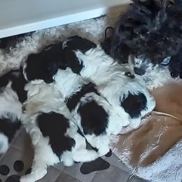 Aussiedoodles, Miniature American Shepherds, and Poodles from Deer Run Farm
