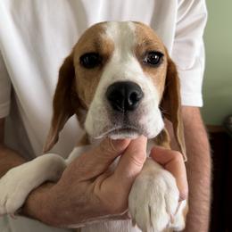 Maria - Beagle