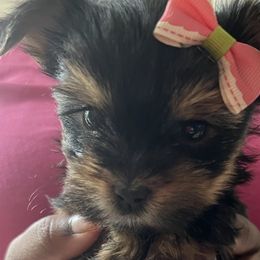 Yorkshire Terriers from Stanford Yorkies