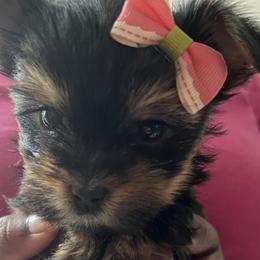 Yorkshire Terriers from Stanford Yorkies