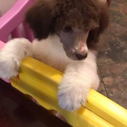 Poodle Puppies from 406 Poodles