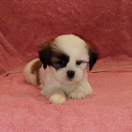 Girl 3 - Parti female Lhasa Apso puppy in Norman, Oklahoma from Steve's Puppies