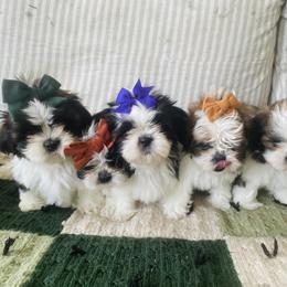 Shih Tzu Puppies from Tiny Bubbles Shih Tzus