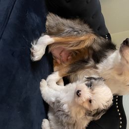 Aussiedoodle and Miniature Australian Shepherd Puppies from Biggie Ranch
