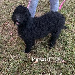 Merlot - Black female Goldendoodle puppy in Water Valley, Mississippi from Olympian Doodles