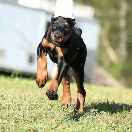 Arrow - Black and rust male Doberman Pinscher puppy in Overton, Texas from Obsidian Kennel