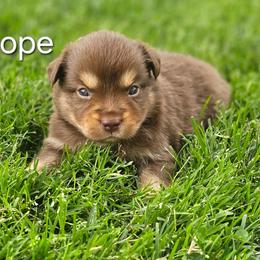 Hope - Red tri female Miniature Australian Shepherd puppy in Owensboro, Kentucky from JnT's Bluegrass Mini Aussies