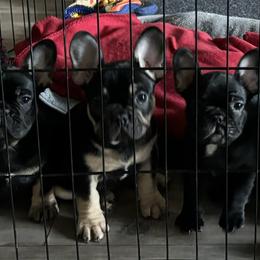French Bulldog Puppies from Lisa Lopez