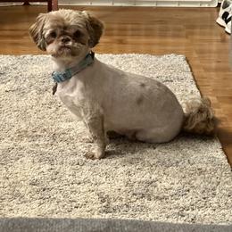 Vonya - Shih Tzu