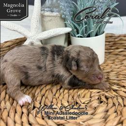 Coral - Coral Collar - Brown merle female Aussiedoodle puppy in Oxford, Alabama from Magnolia Grove Doodles