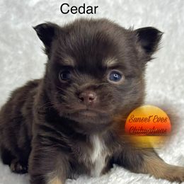 Cedar - Chocolate and white male Chihuahua puppy in Oakwood, Georgia from Sunset Eves Chihuahuas