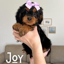 Joy - Black and tan female Cavapoo puppy in South Jordan, Utah from Wonderful World Doodles