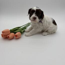 Harmony - Chocolate female Australian Labradoodle puppy in Denton, Texas from Dignity Labradoodles