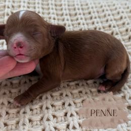 Penne - Red male Cavapoo puppy in Pagosa Springs, Colorado from Selah Mountain Dogs