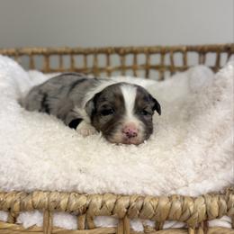 Blue Merle Male 3 - Blue merle male Miniature Australian Shepherd puppy in Stuart, Virginia from Apple Tree Mini Aussies
