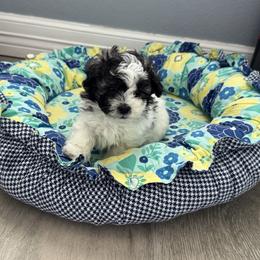 Timmy (Tiny Tim) - Black & white male Maltipoo puppy in Tomball, Texas from Angela Hurd's Maltipoos