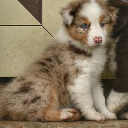 Australian Shepherd Puppies from Foster Creek Farm