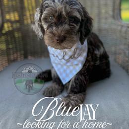 Blue Jay - Merle male Goldendoodle puppy in Cleveland, Tennessee from Liberty Creek Farms