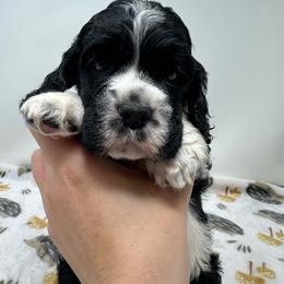 Hero - Black and white male Cocker Spaniel puppy in Cincinnati, Ohio from Abundance of Joy LLC Cocker Spaniels