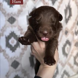 Ham - Liver male German Shepherd puppy in New Cambria, Missouri from Des Hausraben Shepherds