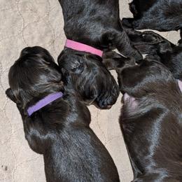 Girl 1 - Dark brown Boykin Spaniel puppy in Madison, Wisconsin from Pyro Pups Kennel