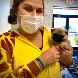 Great Pyrenees, Pekingese, and Pug Puppies from Triptych Kennels