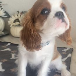 Cavalier King Charles Spaniel Puppies from Christina’s Cavaliers