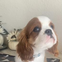 Cavalier King Charles Spaniel Puppies from Christina’s Cavaliers
