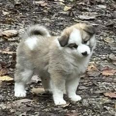 Phoebe - Sable and white female Icelandic Sheepdog puppy in Meadow Bridge, West Virginia from Valhalla Icelandic Sheepdogs