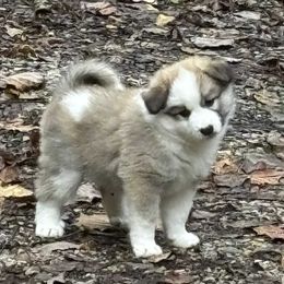 Phoebe - Sable and white female Icelandic Sheepdog puppy in Meadow Bridge, West Virginia from Valhalla Icelandic Sheepdogs