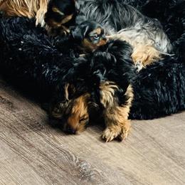 Yorkshire Terrier Puppies from Missy Lu Lap Puppies