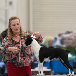 Rat Terrier puppies from Golden Hills Rat Terriers