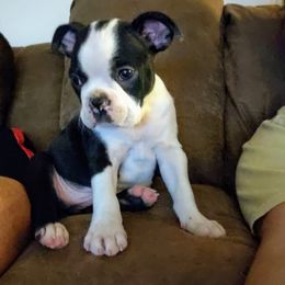 Boston Terrier Puppies from Dixieland Bostons
