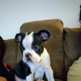 Boston Terrier Puppies from Dixieland Bostons