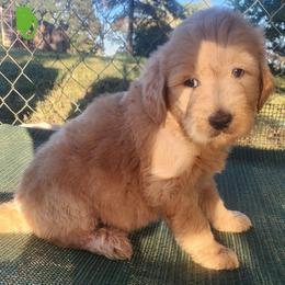 Charlie ( green collar) - Red male Companion Cross puppy in Richmond, Missouri from Natalie's Happy Fur Paw's