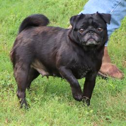 Nona - Pug