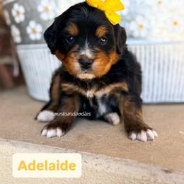 Adelaide - Tri-color female Bernedoodle puppy in West Haven, Utah from Split Mountain Doodles