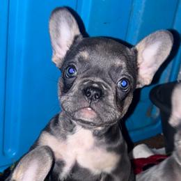 Blueberry Nog - Blue female French Bulldog puppy in New Castle, Delaware from Sasha’s Elite Kennel LLC